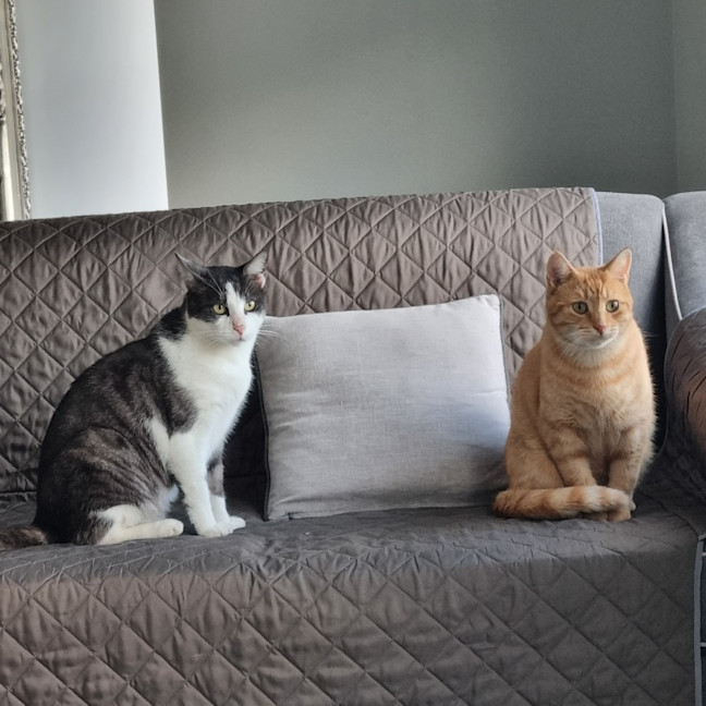 Photo of Gus **A Gentle Giant**