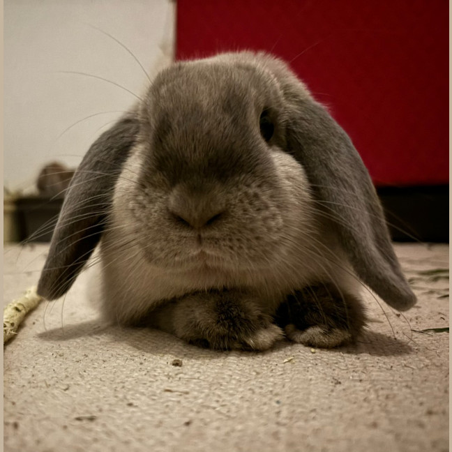 Photo of Celia / Ginger / Bonnie