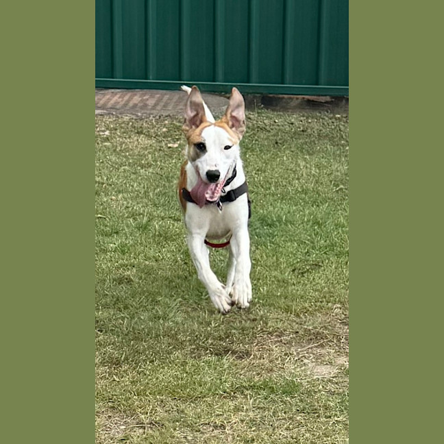 Photo of Knuckles