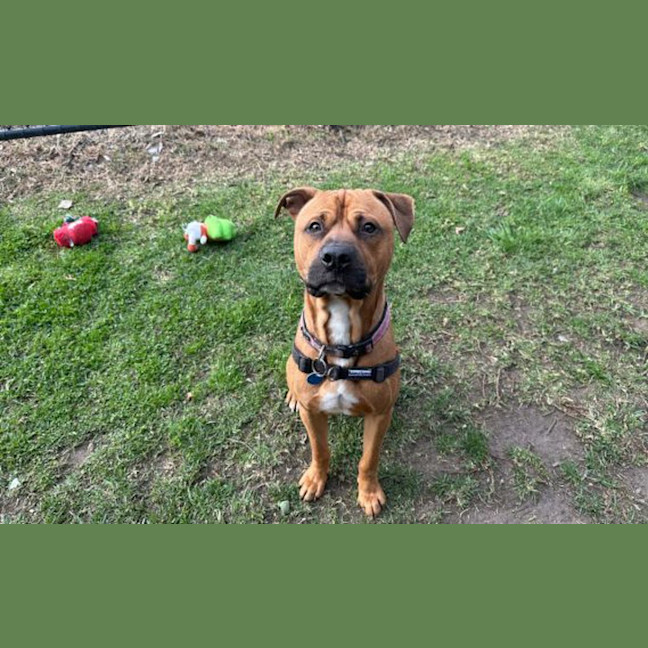 Photo of Chops