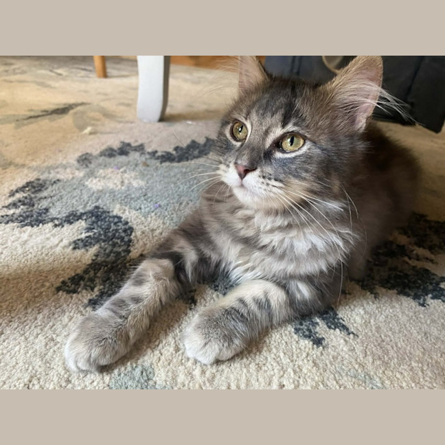 Photo of ✨ Stella ✨