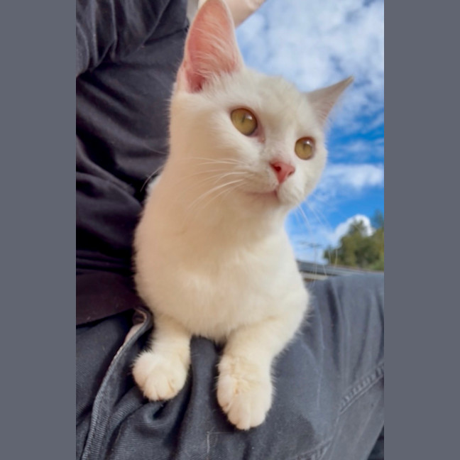 Photo of Remy