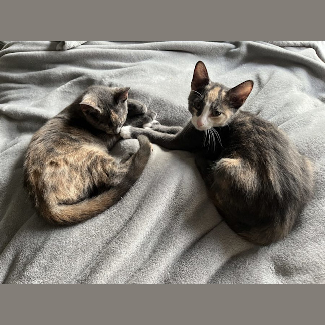 Photo of Vera & Violet