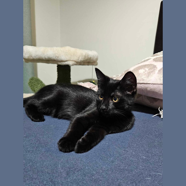 Photo of Harley & Batman 