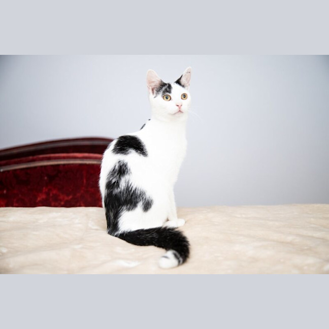 Photo of Luna