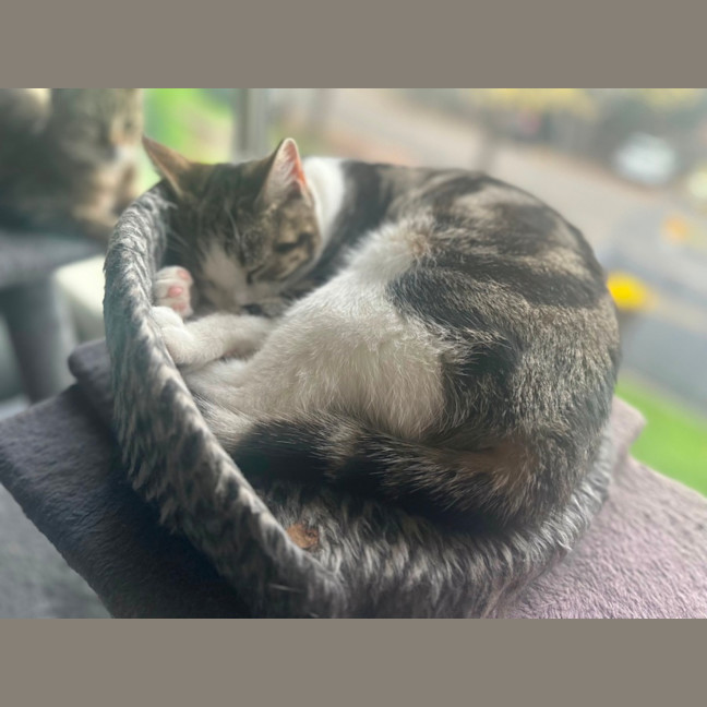 Photo of Stella   Pretty Tabby