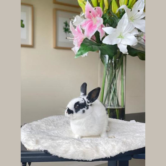 Photo of Hummingbird