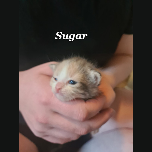 Photo of Sugar