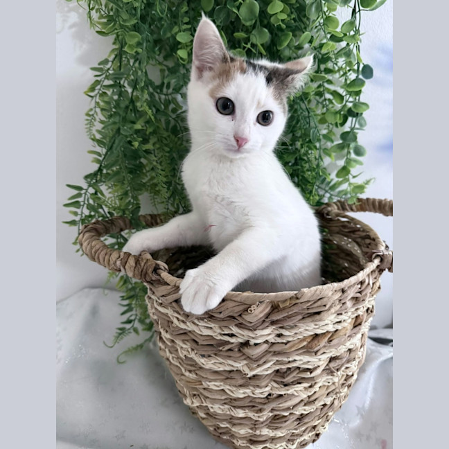 Photo of Blossom *9 Lives Project Rescue*