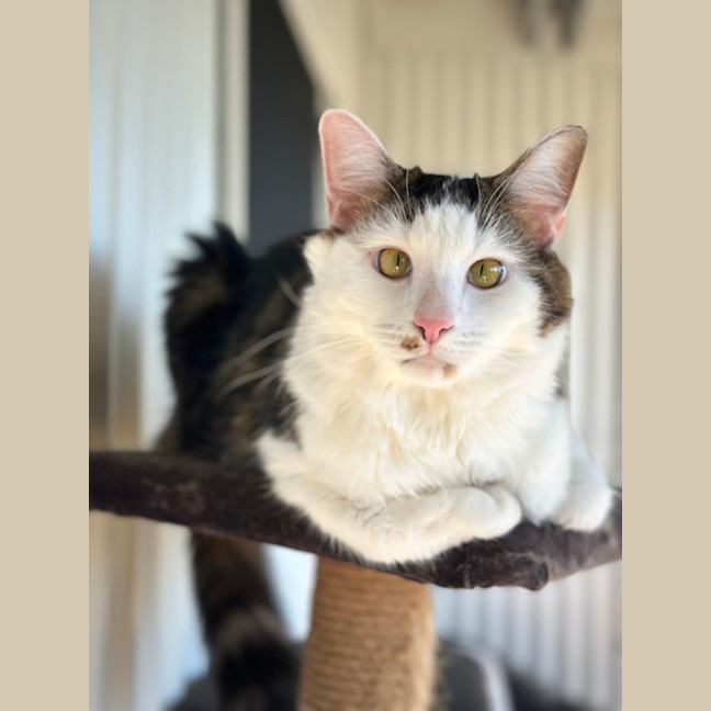 Photo of Ziggy