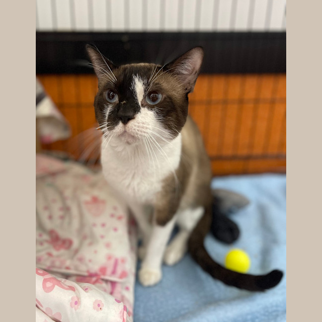 Photo of Custard