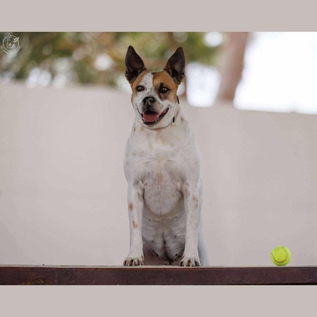 Photo of Sheila   2 Year Old Staffy X