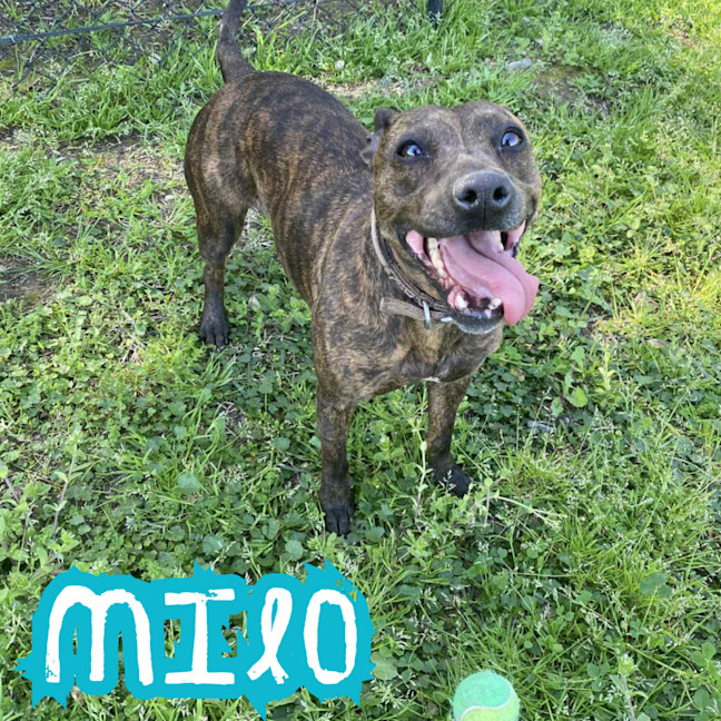 Photo of Milo