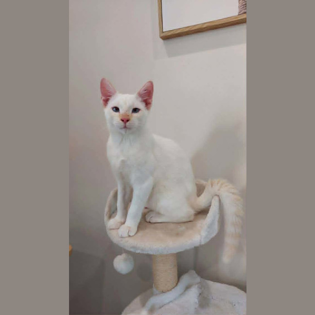Photo of Lumi