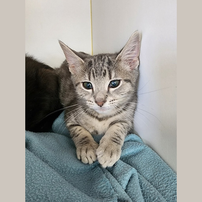 Photo of Kitten Crew