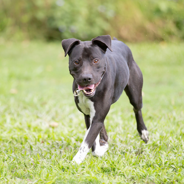 Photo of Buddy (Buzz)