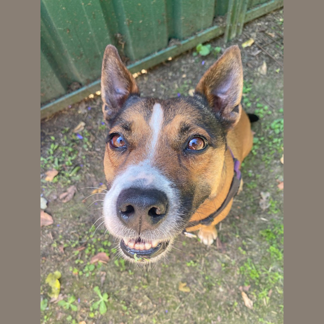 Photo of Foxie
