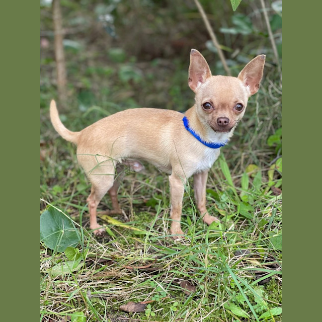 Photo of Paco