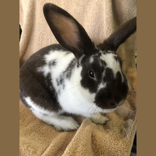 Photo of Salsa