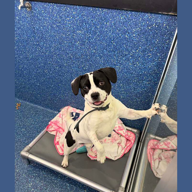Photo of Spot