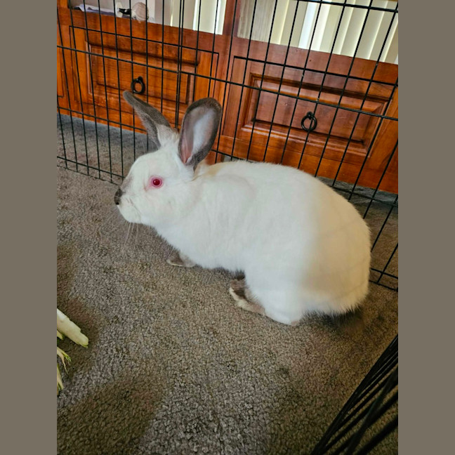 Photo of Pearl