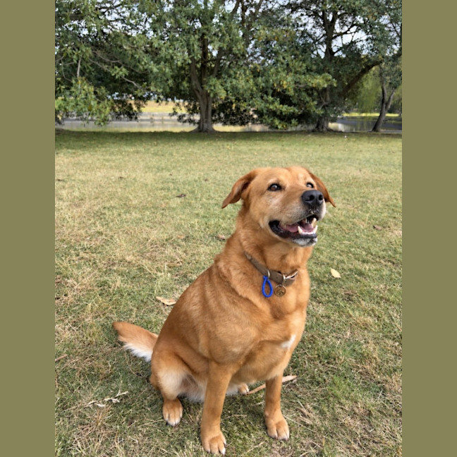 Photo of Millie   6 Year Old Lab X Kelpie