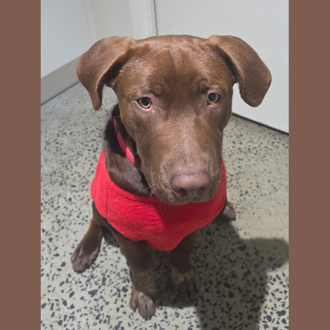 Photo of Cino