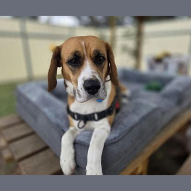 Photo of Josie