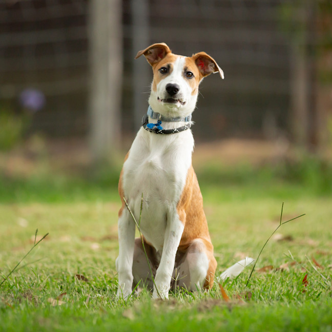 Photo of Ruby (Previously Sophie)