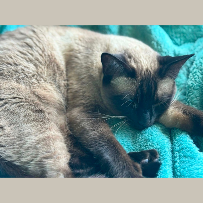 Photo of Cleo   In Foster Care In Riddells Creek