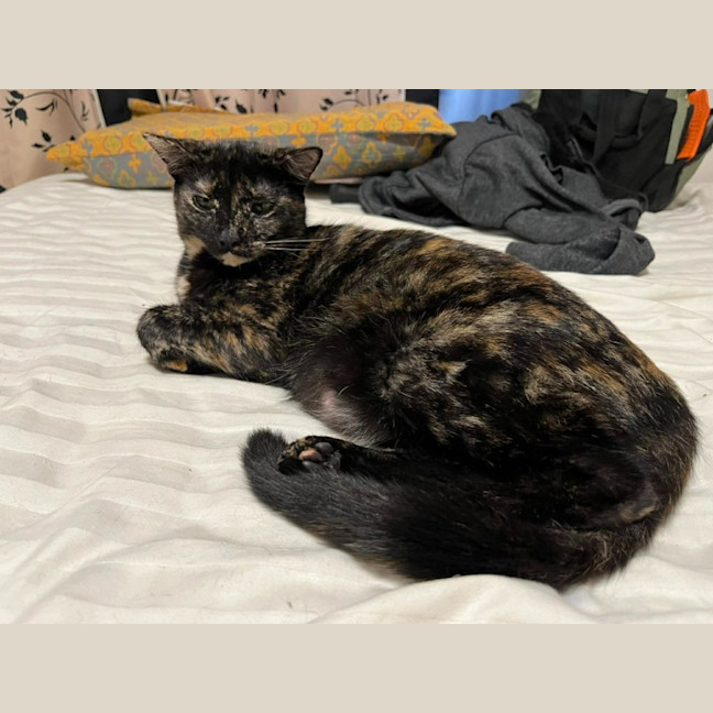 Photo of Tulip
