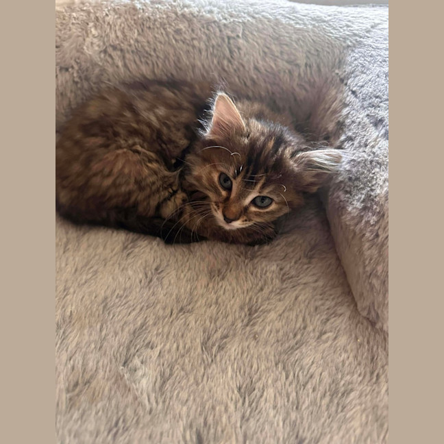 Photo of Nutmeg