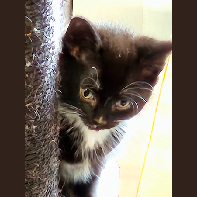 Photo of Ace **2nd Chance Cat Rescue **