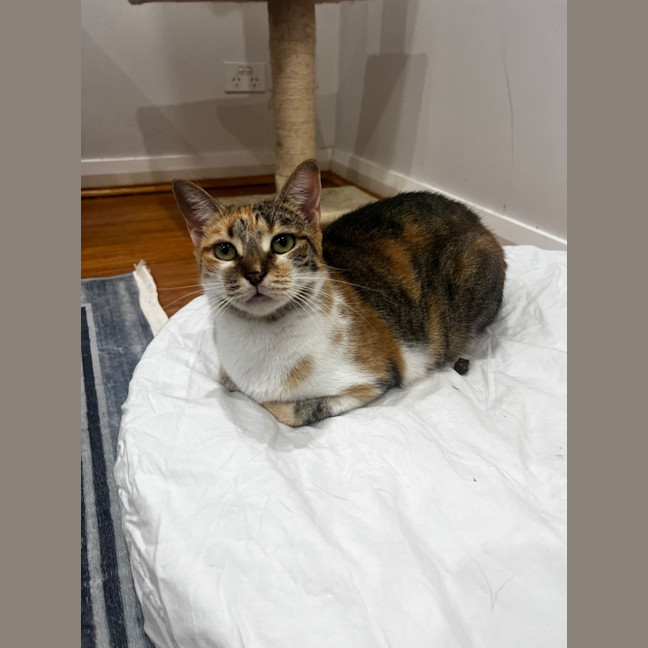 Photo of Tilly