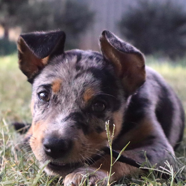 Photo of Korra