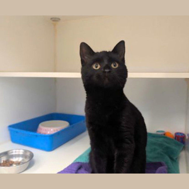 Photo of Panther