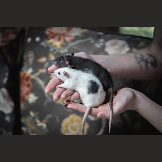 Photo of Ginkgo & Blossom