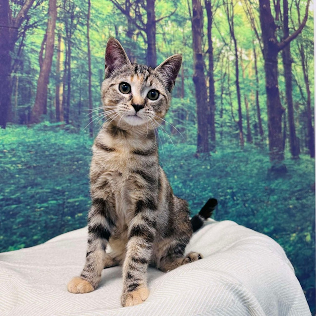 Photo of Pixie   Located In Meadow Heights