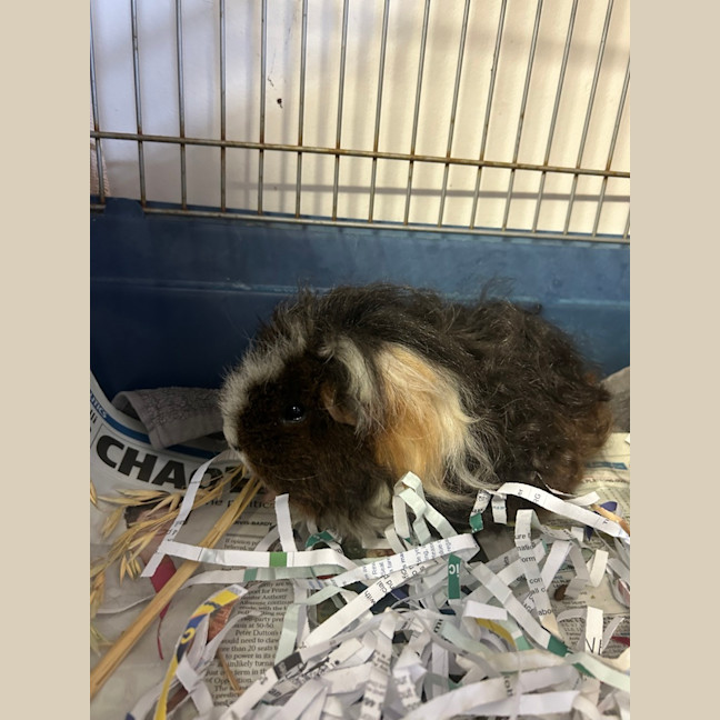 Photo of Toffee