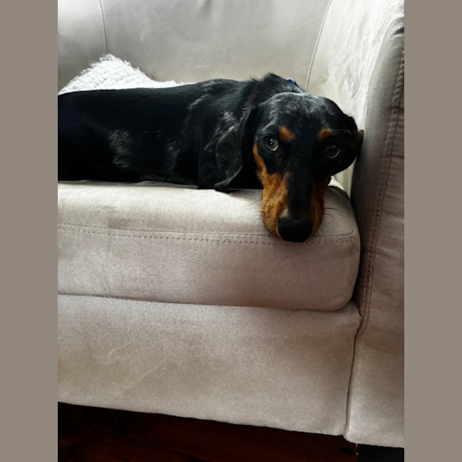 Photo of Maggie   16 Month Old Dachshund