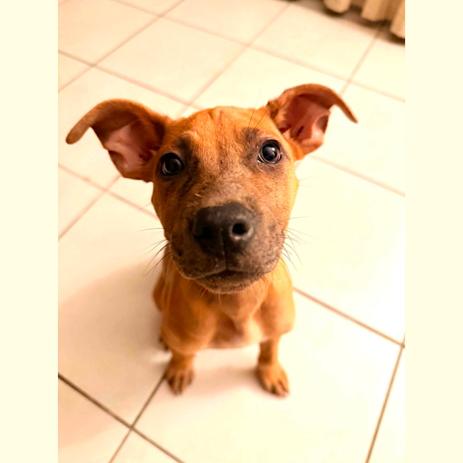Photo of Beanie Weanie 