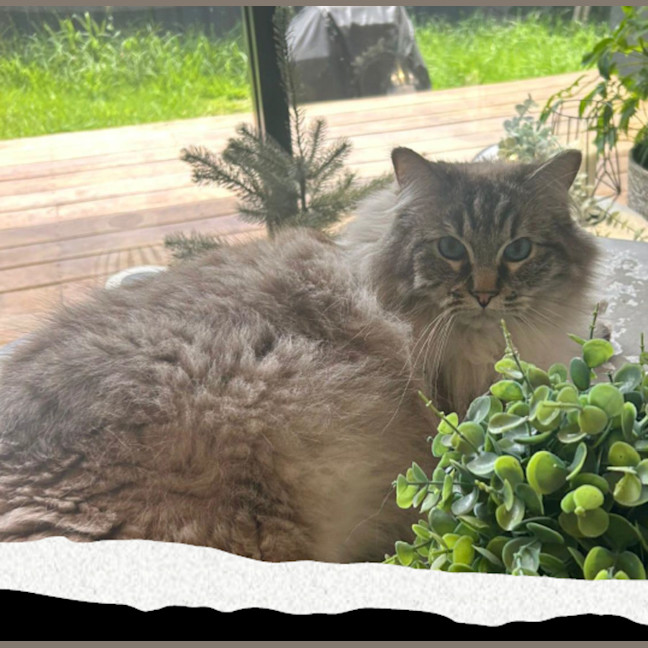 Photo of Tanuki ( Kiki)   The Gentle Giant