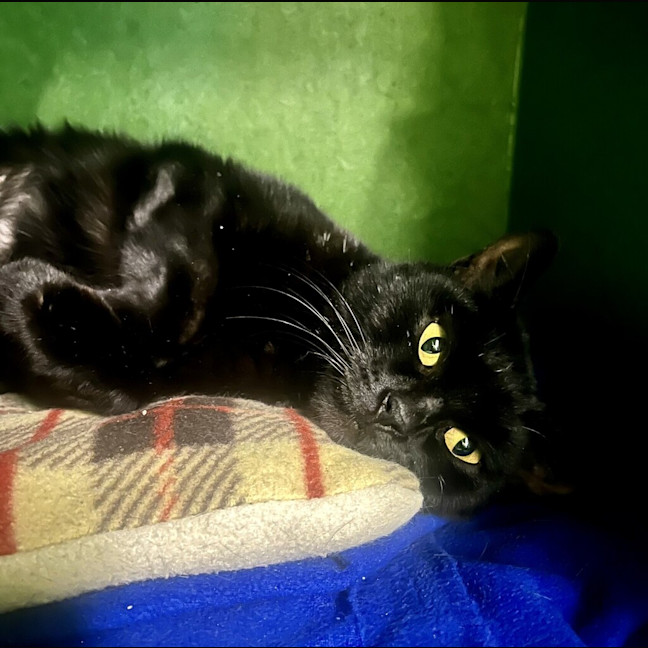 Photo of Mystique