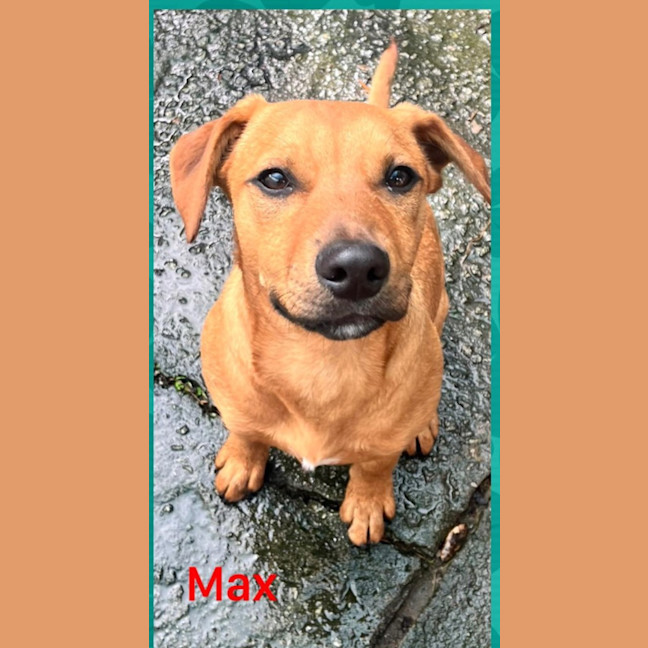 Photo of Max