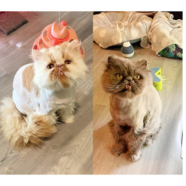 Photo of 🧡Artemis & Lula💙