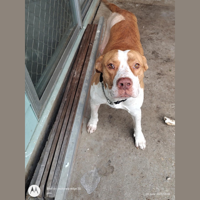 Photo of Rocky *$250 Adoption Fee*