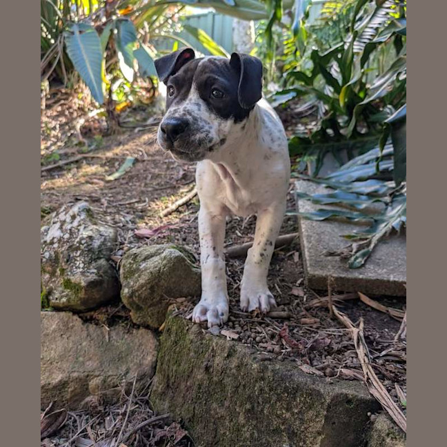 Photo of Patch