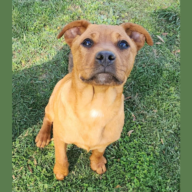 Photo of Suki