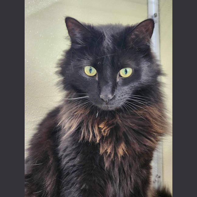 Photo of 🦁 Winston (Winnie) 5633🦁