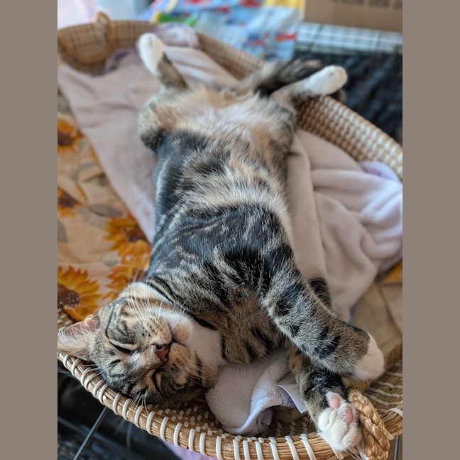 Photo of Trap